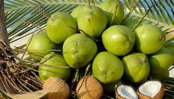 Vietnamese fresh coconut